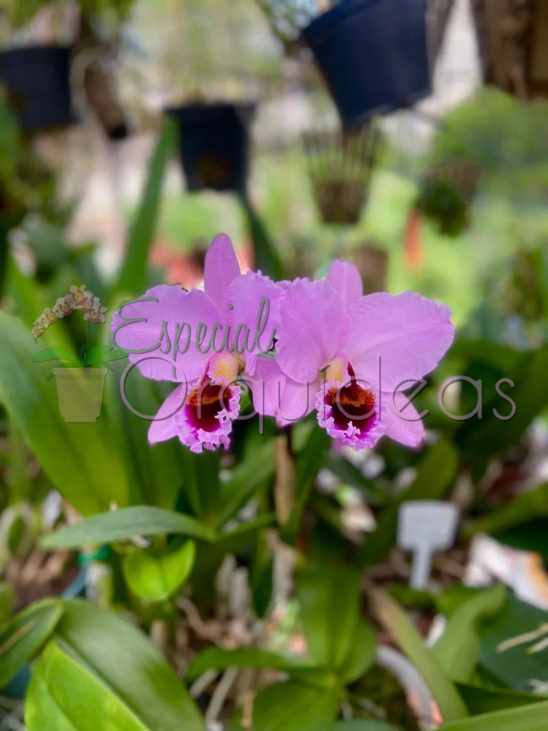 CATTLEYA PERCIVALIANA CARLA PORTO