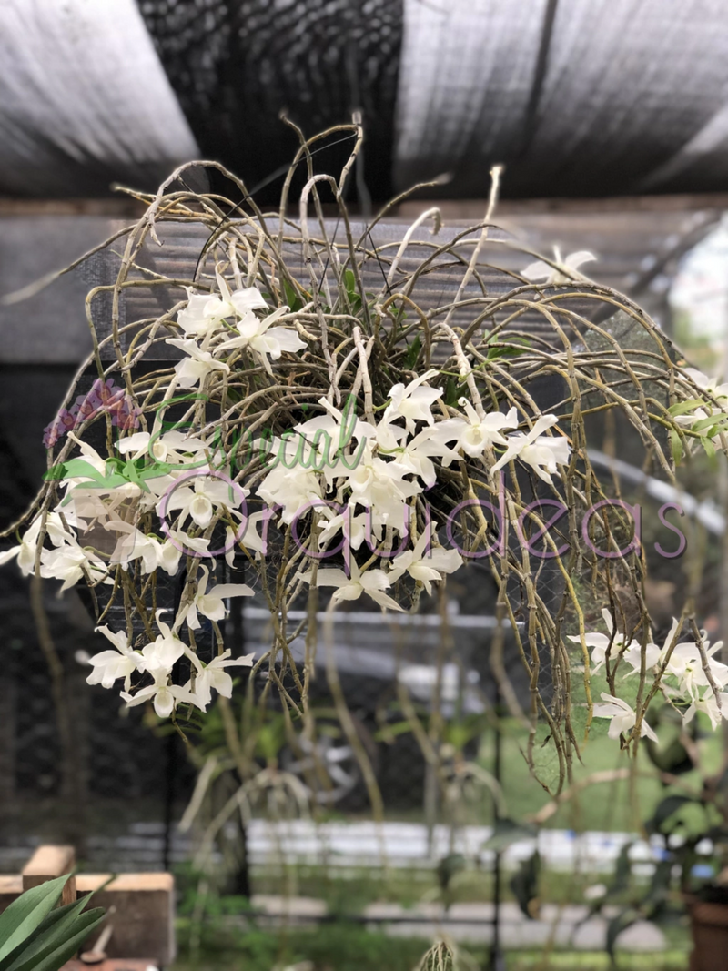 DENDROBIUM ANOSMUM ALBA