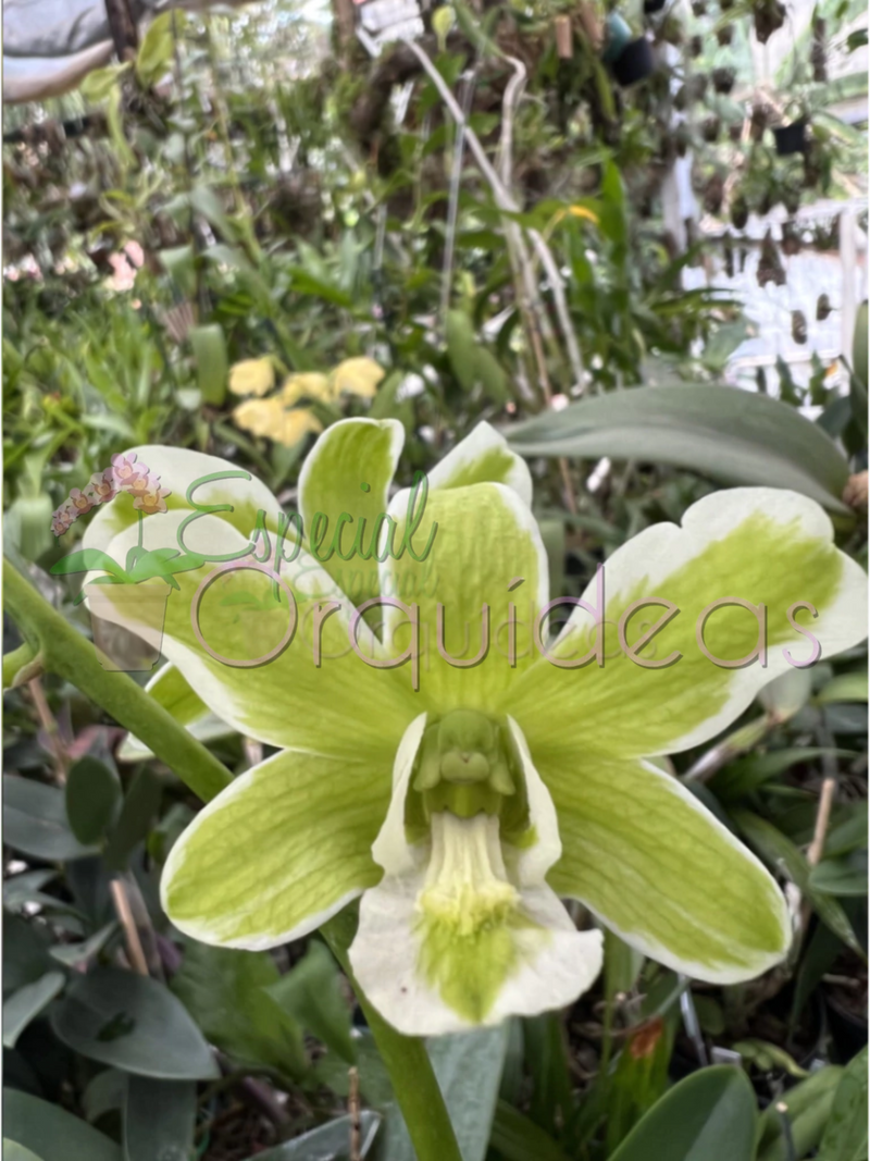 DENPHAL FLOR E VEGETAL VARIEGATA (PRÉ ADULTA)