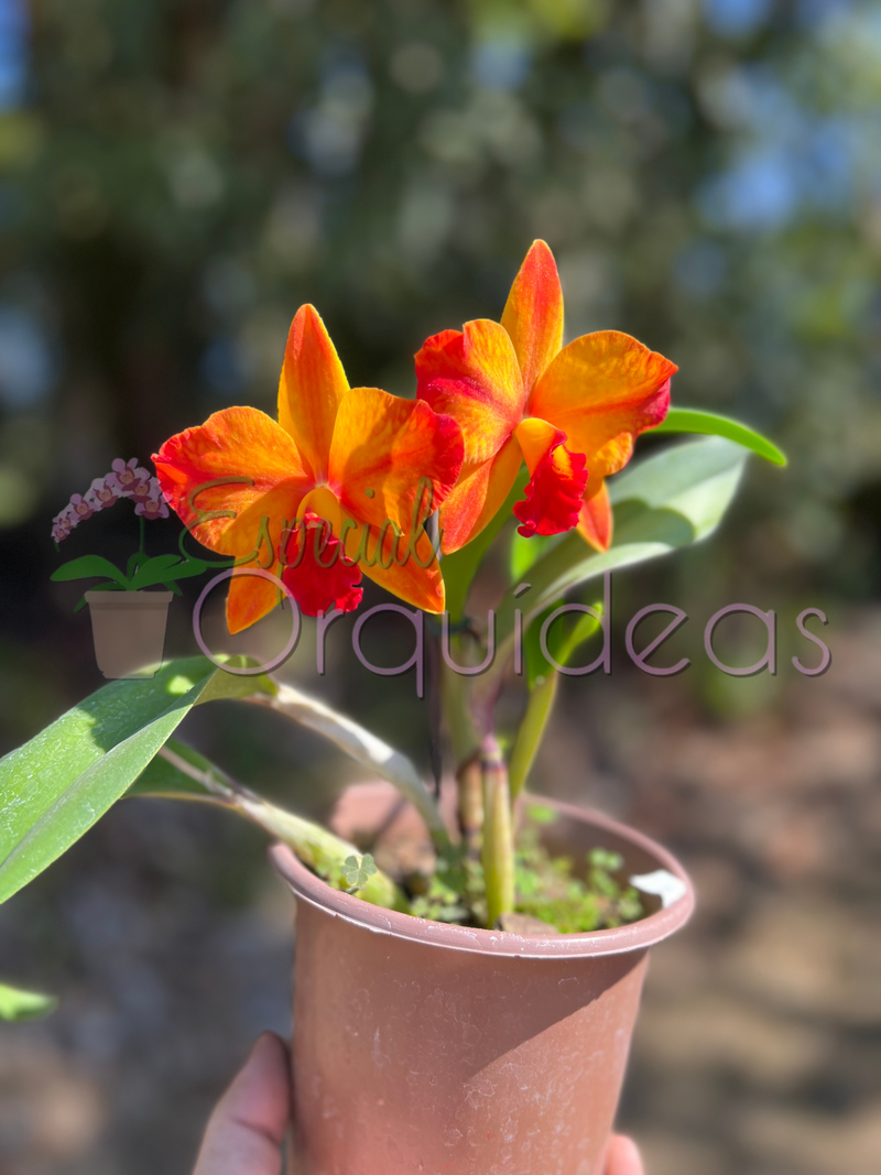 CATTLEYA AYRTON SENNA CACHEPÔ