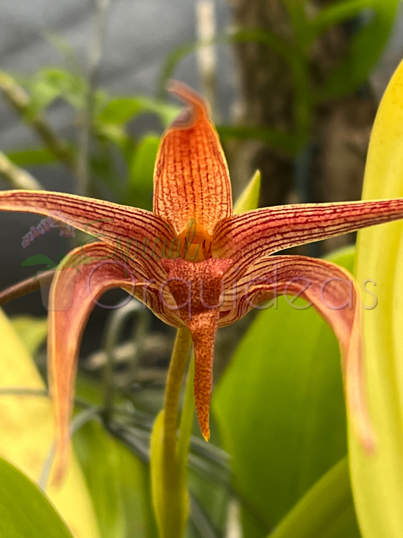 BULBOPHYLLUM JERSEY