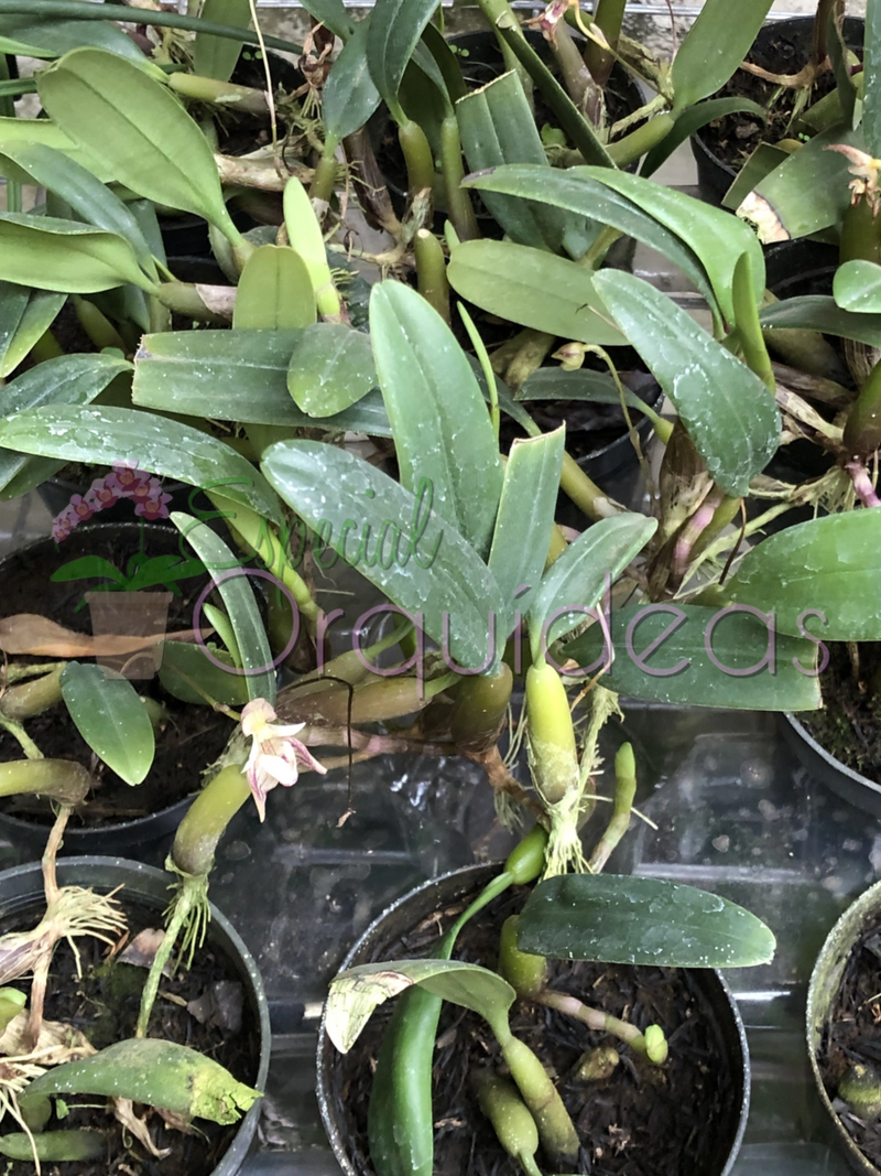 BULBOPHYLLUM AMBROSIA