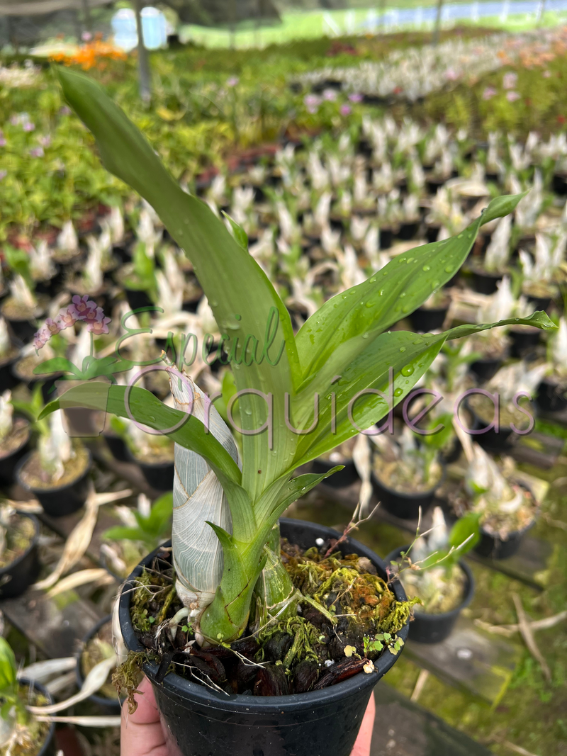 CATASETUM SEM ID FOTOS SÃO ILUSTRATIVAS