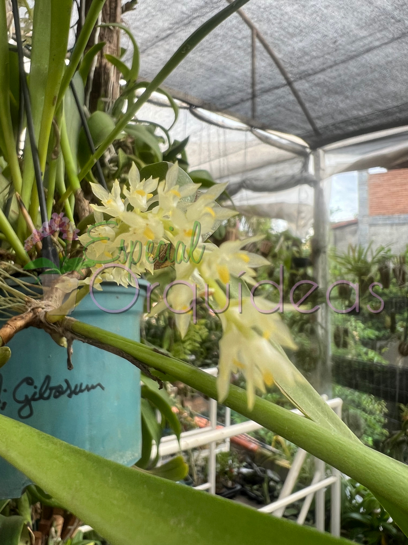 BULBOPHYLLUM GIBBOSUM