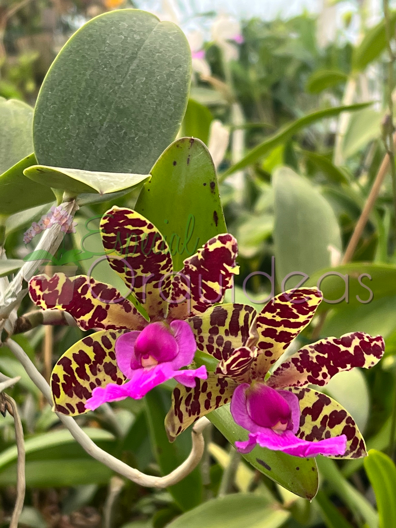 CATTLEYA ACLANDIAE AMARELADA COM LABELO ESCURO