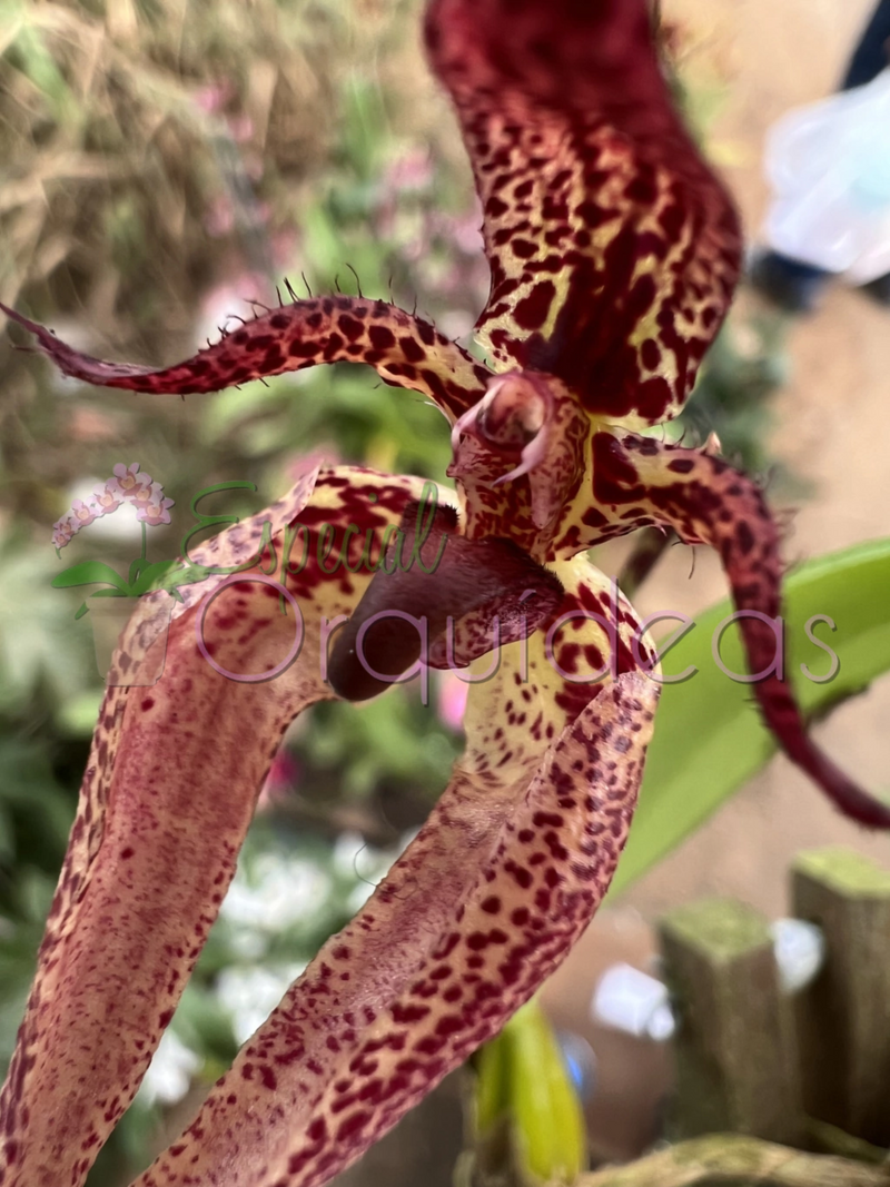 BULBOPHYLLUM LASIOCHILUM