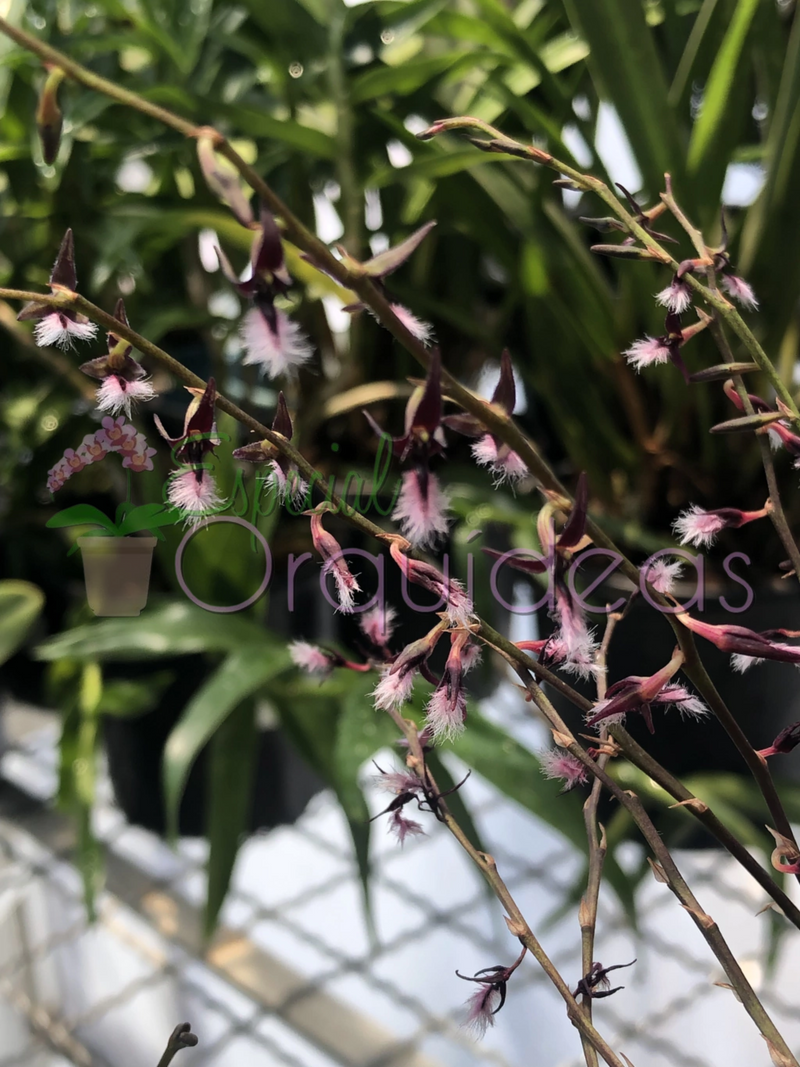 BULBOPHYLLUM MINIATUM