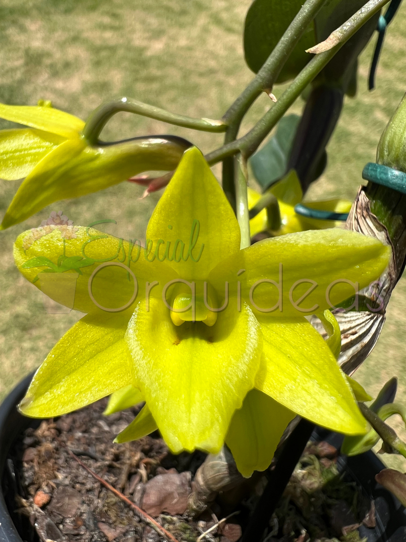 Dendrobium cerinum espécie da thailandia linda flor