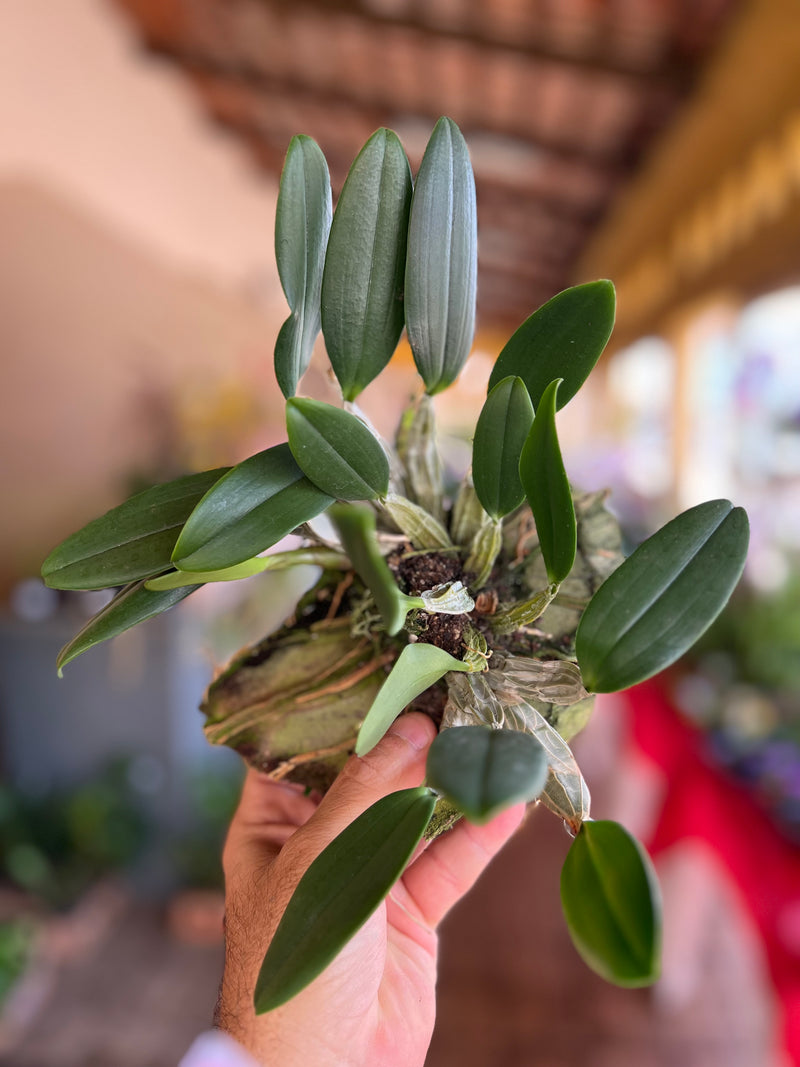 DENDROBIUM AGREGATUM (ENTOUCERADAS)