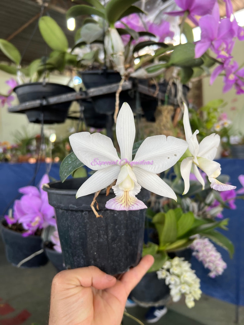 Cattleya Nobilior S/A Flor do mesmo lote