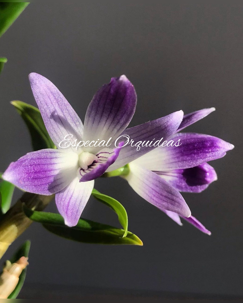 Dendrobium Victoria Reginae (Pré adulta)