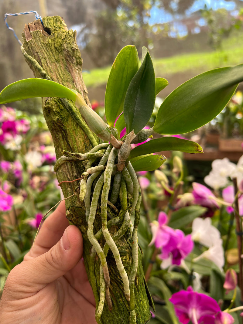 Cattleya Dolosa x C Walkeriana Alba (Pré adulta Plantada em troncos)