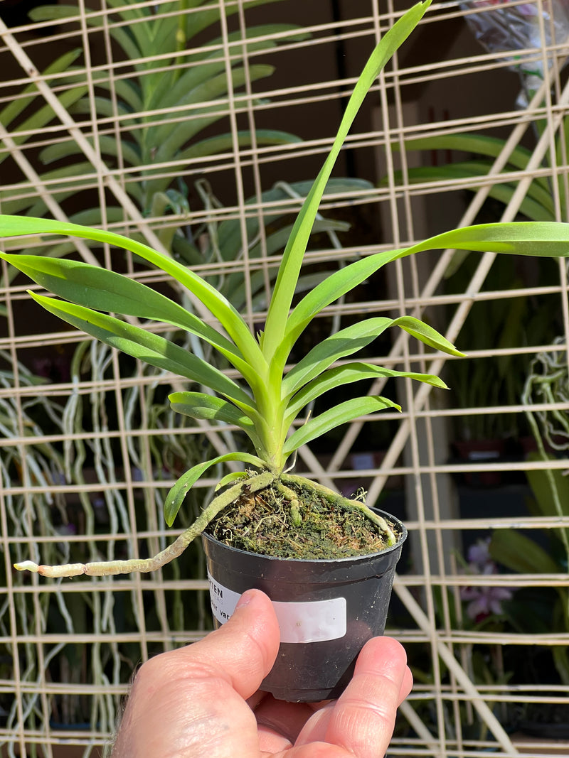 VANDA TRICOLOR VAR SUAVIS