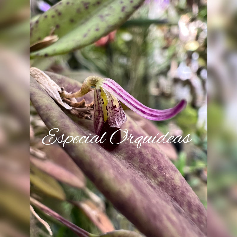 Pleurothalis Fascinante Plantado na Peroba ( Super Touceira )