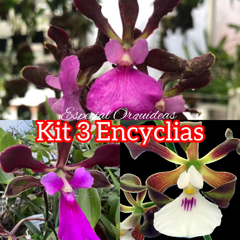 Kit 3 Encyclia adultas Atrupurpurea , Randii tipo , Cordigera
