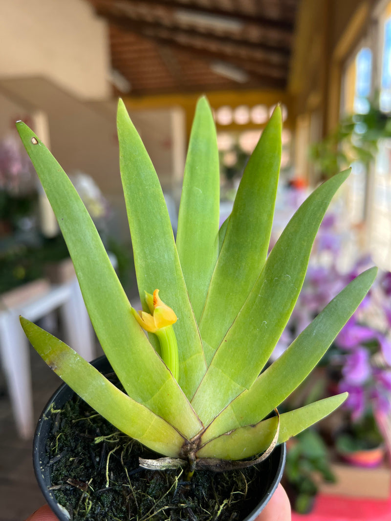 MAXILLARIA ORQUÍDEA BROMÉLIA