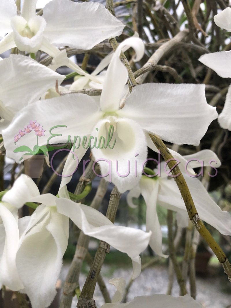 DENDROBIUM ANOSMUM ALBA