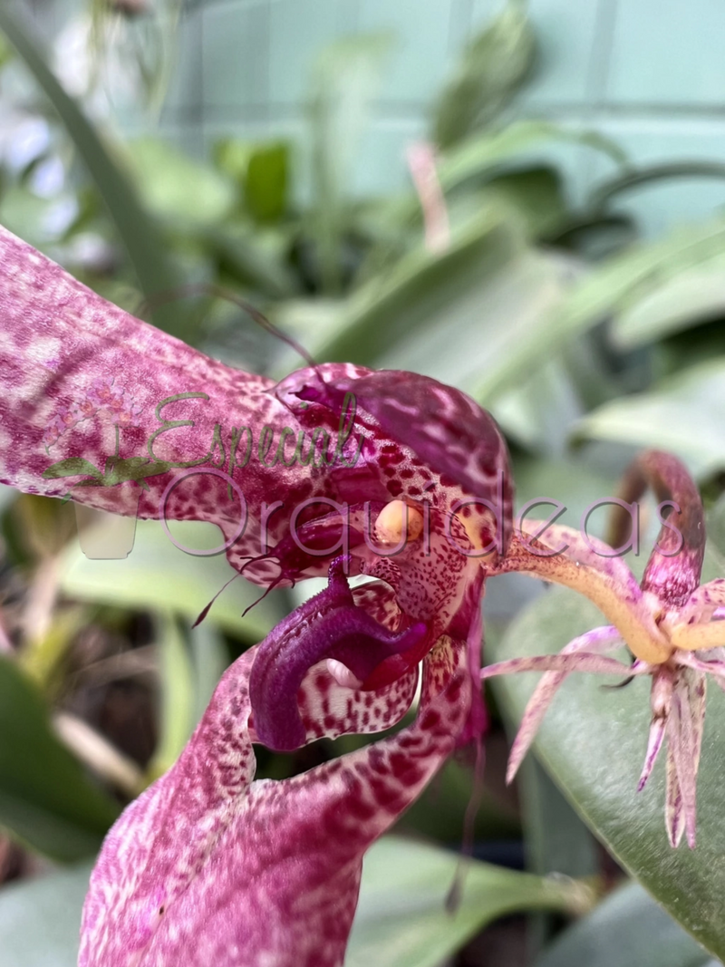 BULBOPHYLLUM EBERHARDTII