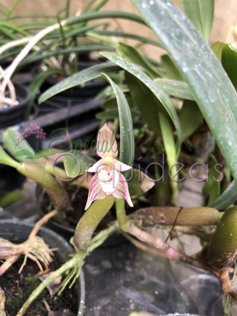 BULBOPHYLLUM AMBROSIA