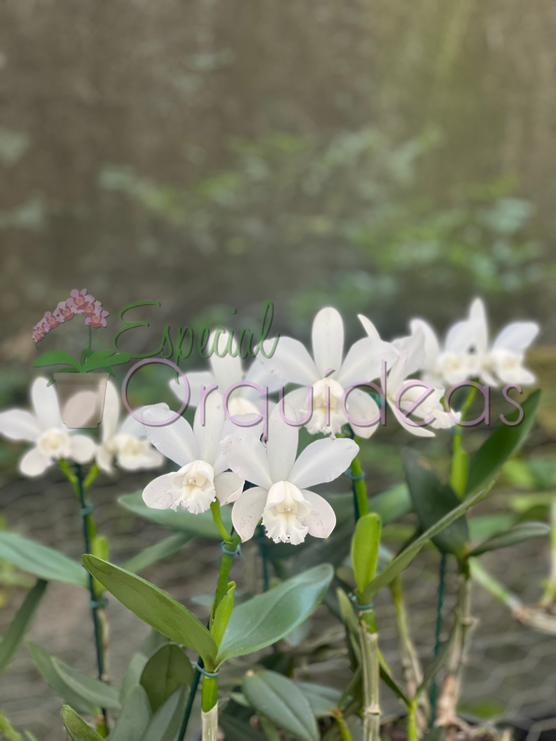 CATTLEYA INTERMEDIA ALBENCENS PUNCTATA SUZUKI