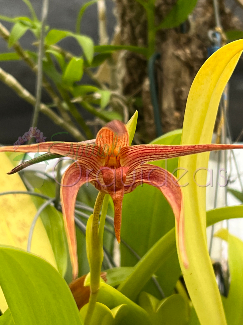 BULBOPHYLLUM JERSEY