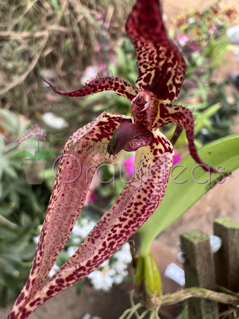 BULBOPHYLLUM LASIOCHILUM