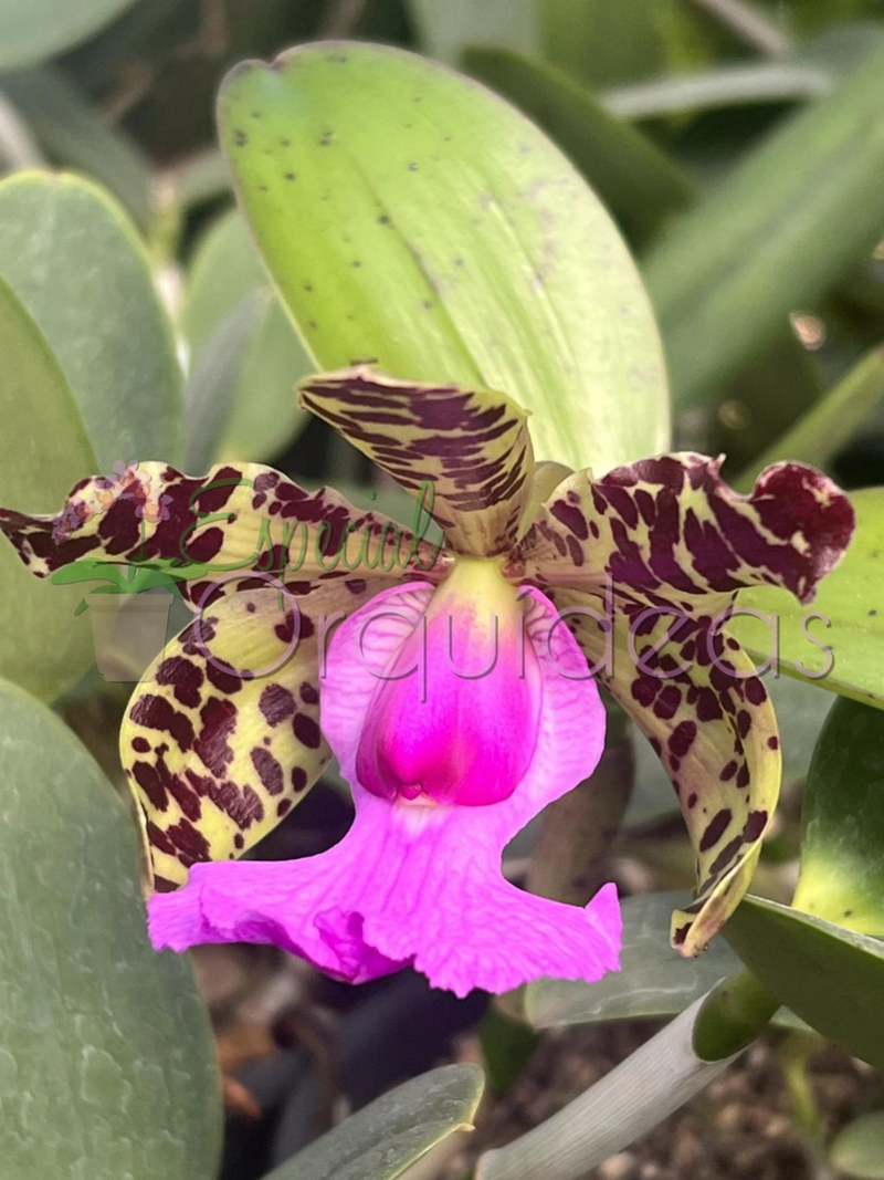 Cattleya aclandiae tipo (tom amarelado labelo pink)