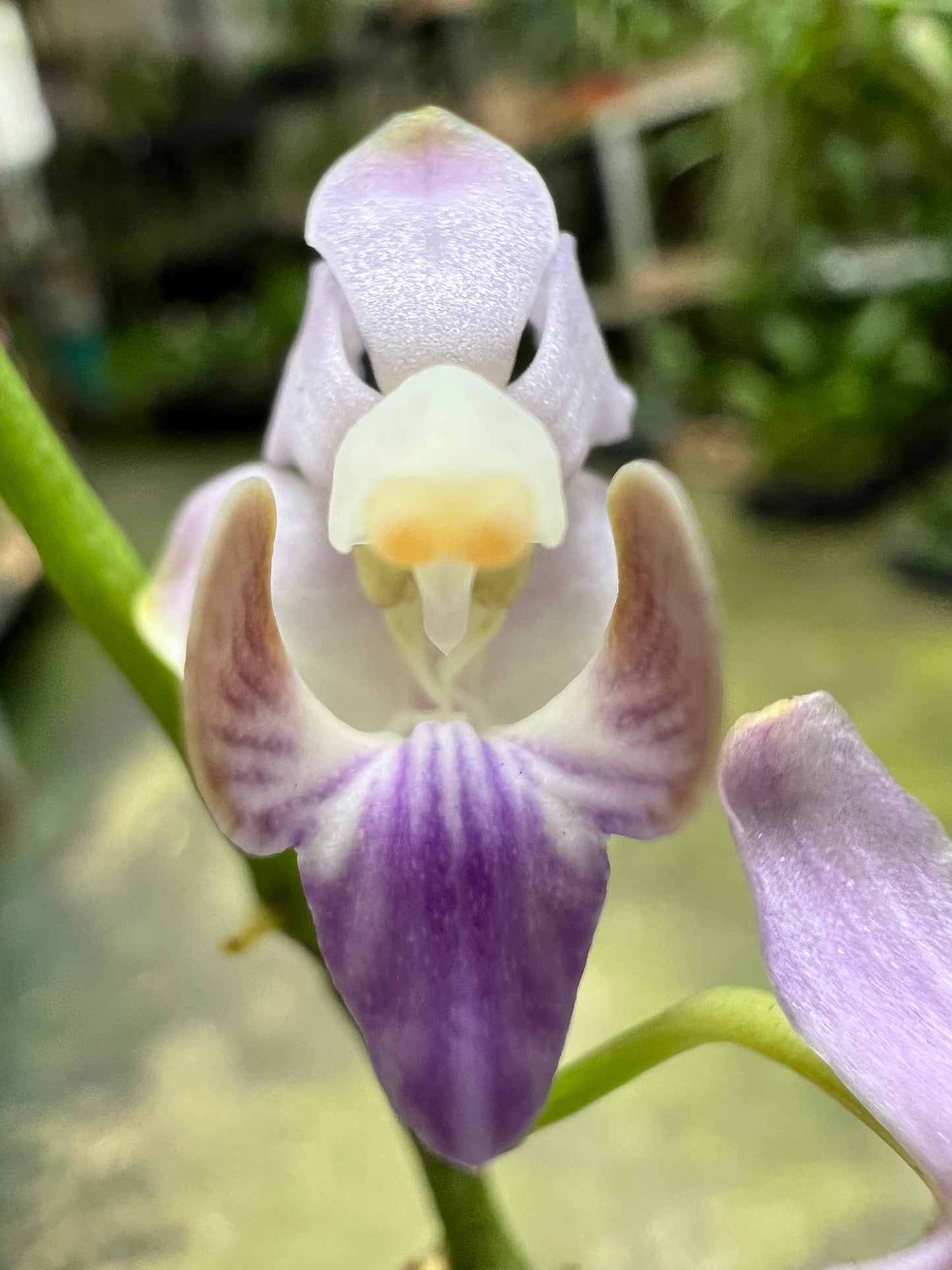 PHALAENOPSIS ENTOUCERADA DORITIS PULCHERRIMA (COERULEA) MALÁSIA