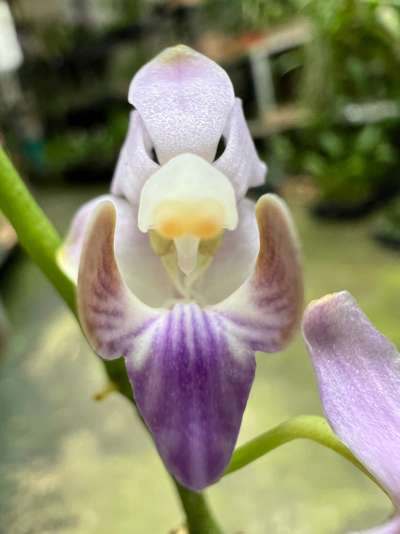 PHALAENOPSIS ENTOUCERADA DORITIS PULCHERRIMA (COERULEA) MALÁSIA