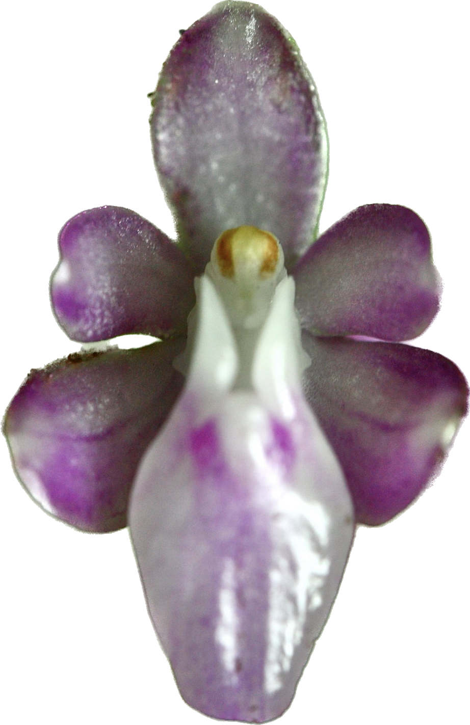 MICROPERA UTRICULOSA