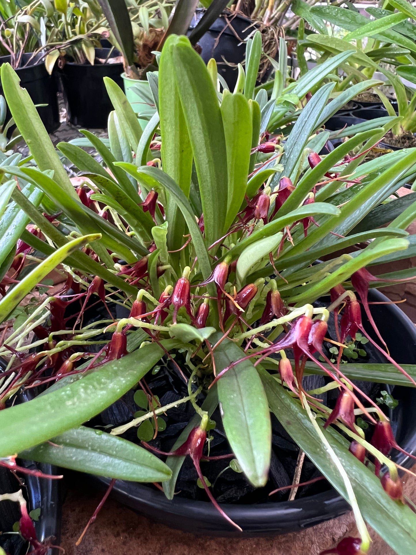 Masdevallia herradurae