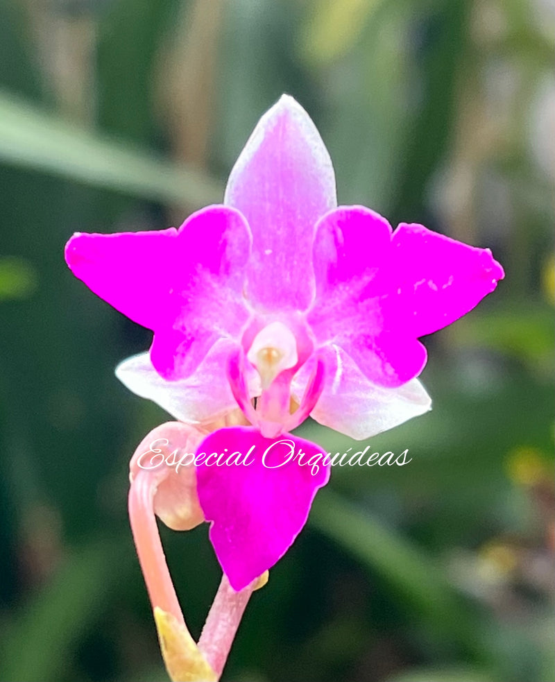 Phalaenopsis doritis tipo de flor diferente raridade