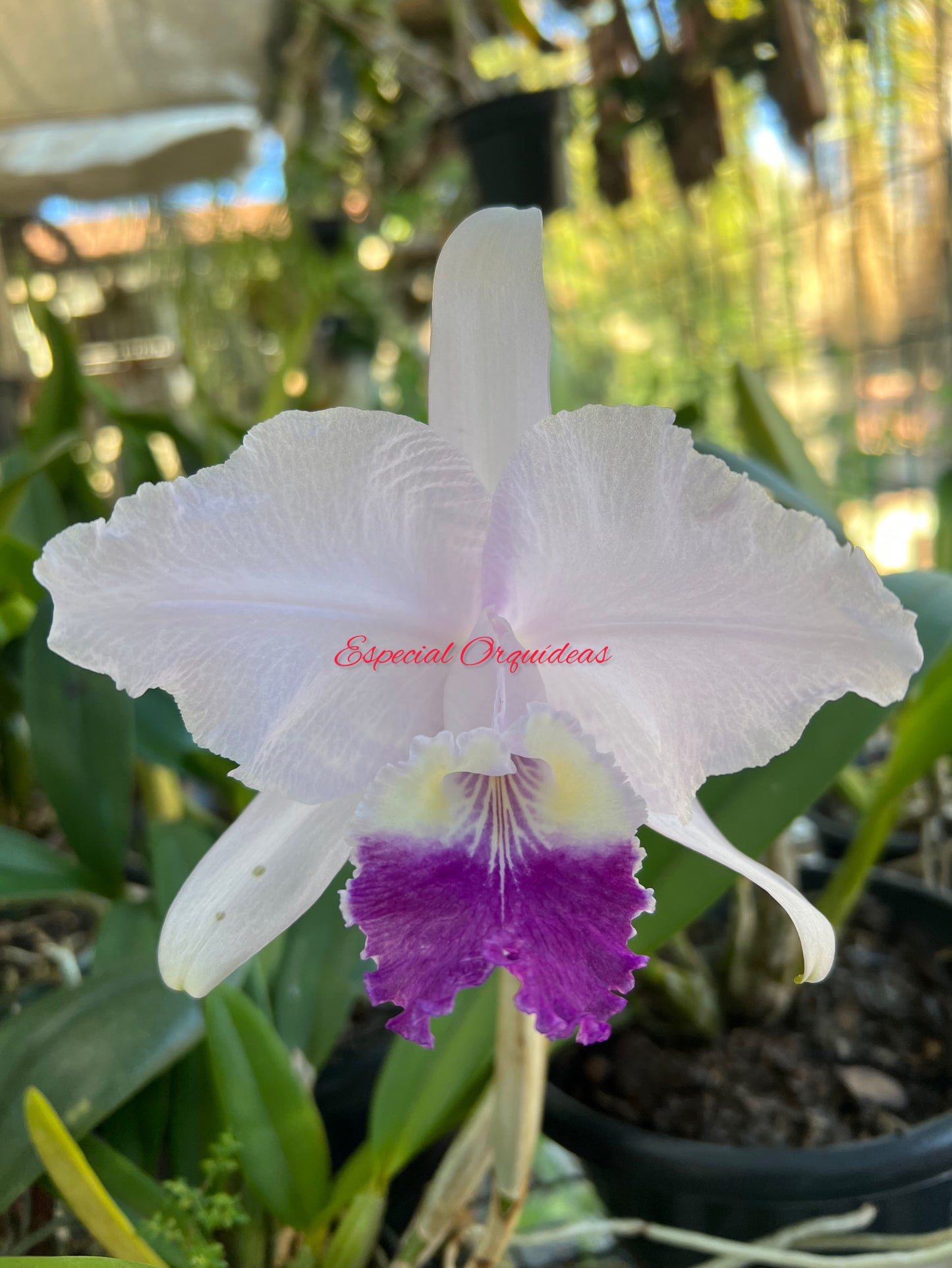Cattleya luddemmaniana coerulea