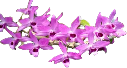 DENDROBIUM ANOSMUM