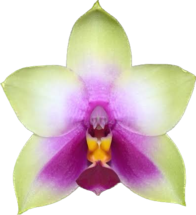Phalaenopsis belina x Phalaenopsis violácea