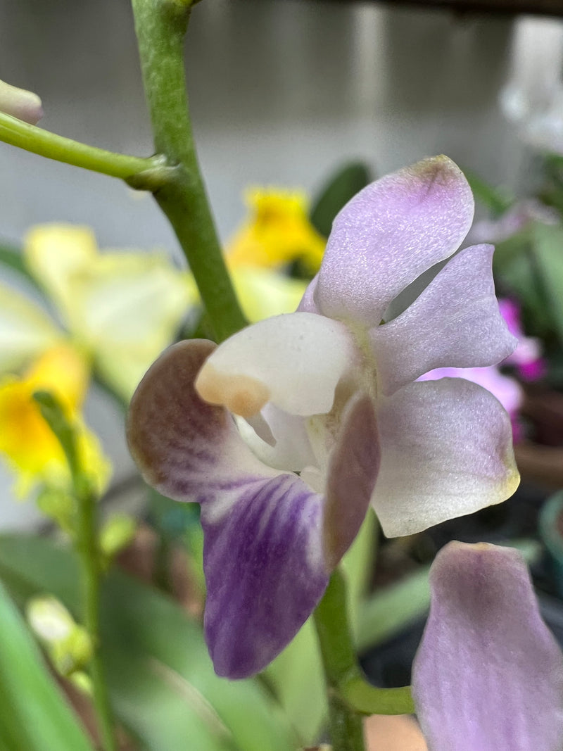 PHALAENOPSIS ENTOUCERADA DORITIS PULCHERRIMA (COERULEA) MALÁSIA