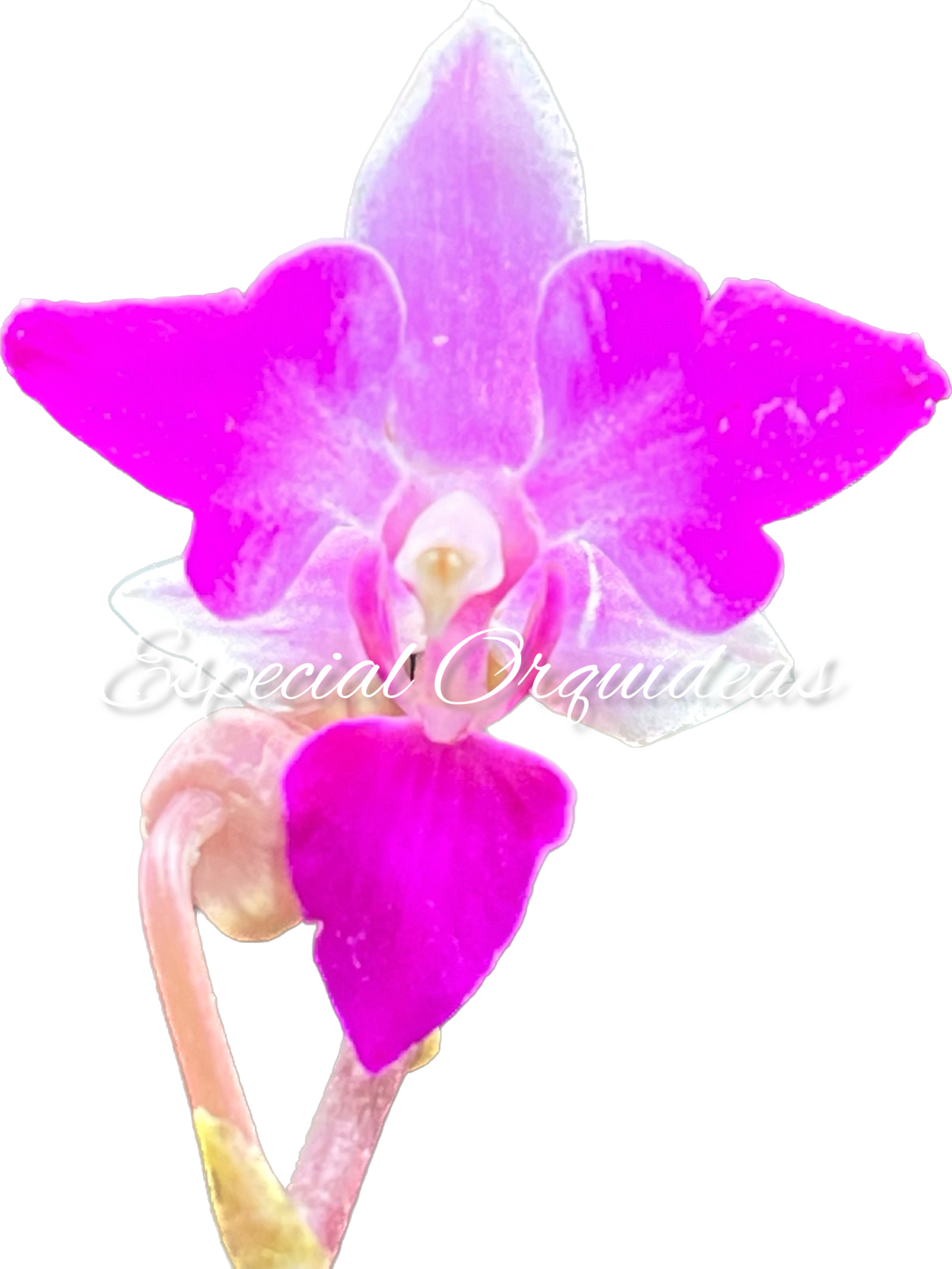 Phalaenopsis doritis tipo de flor diferente raridade