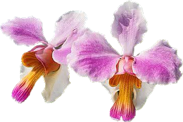 Papilionanthe teres - Vanda teres (Mudinha)