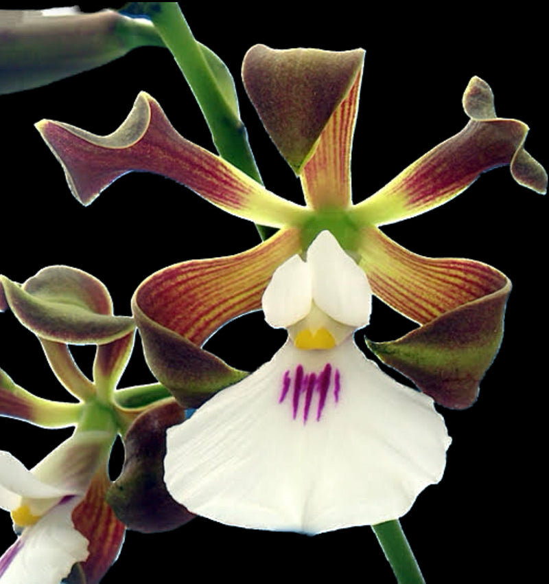 Kit 3 Encyclia adultas Atrupurpurea , Randii tipo , Cordigera