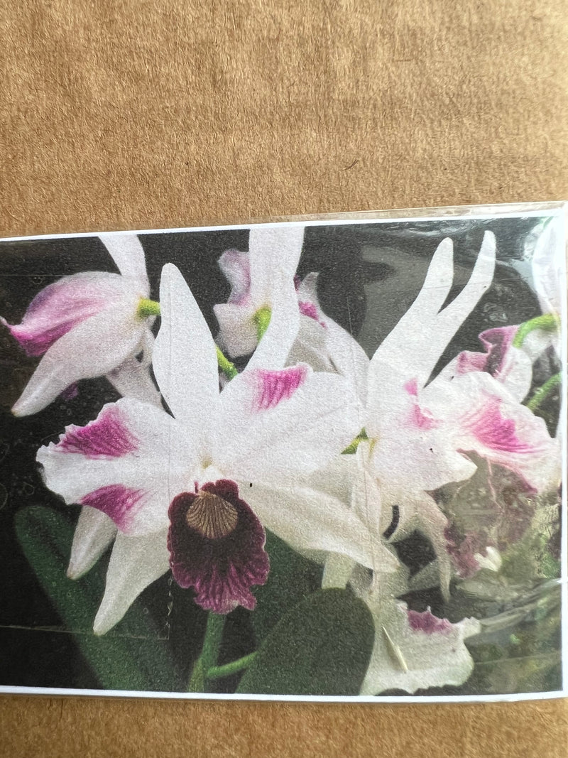 Laelia Purpurata VAR tipo Trilabelo (Mudinha)