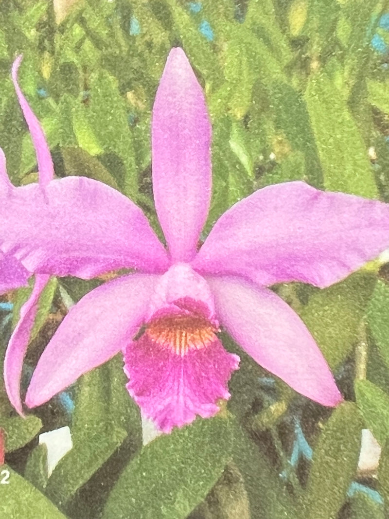 LC. Schilliana x C.Intermédia Flamea x L. purpurata sanguinea trombini (Mudinha)