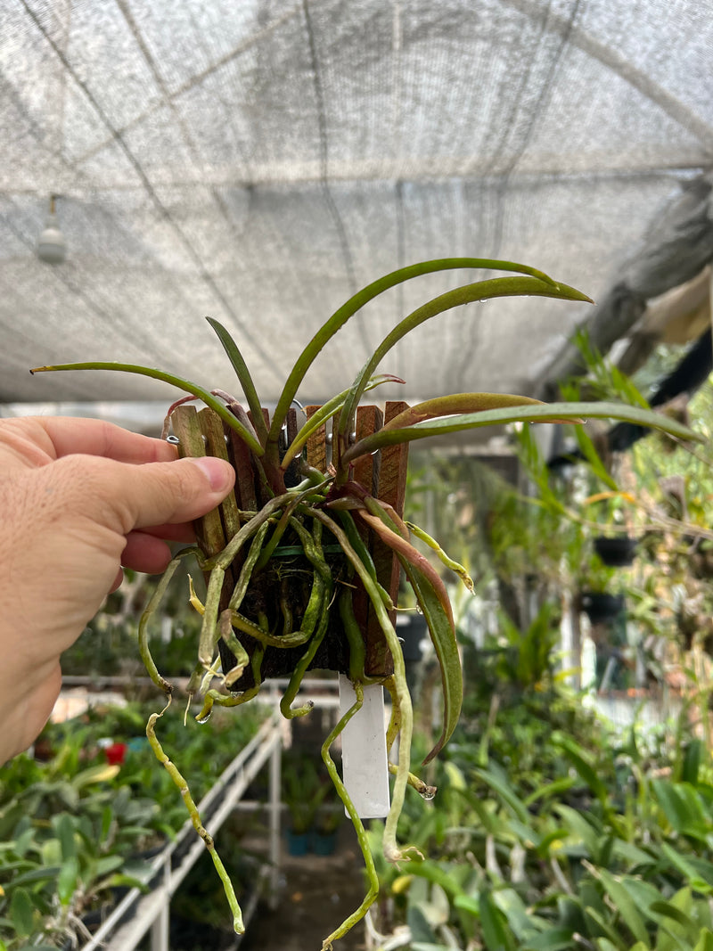 Holcoglossum subulifolium X Phalaenopsis stuartiana