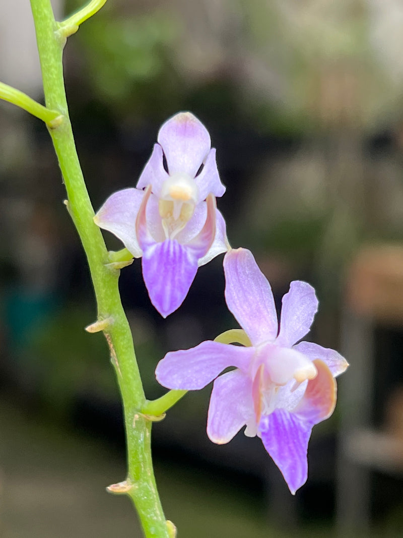 PHALAENOPSIS ENTOUCERADA DORITIS PULCHERRIMA (COERULEA) MALÁSIA