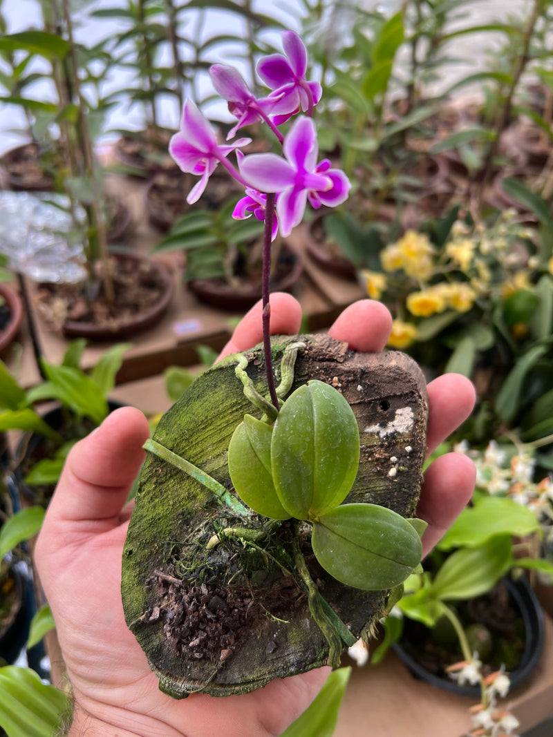 Phalaenopsis equestris rosea