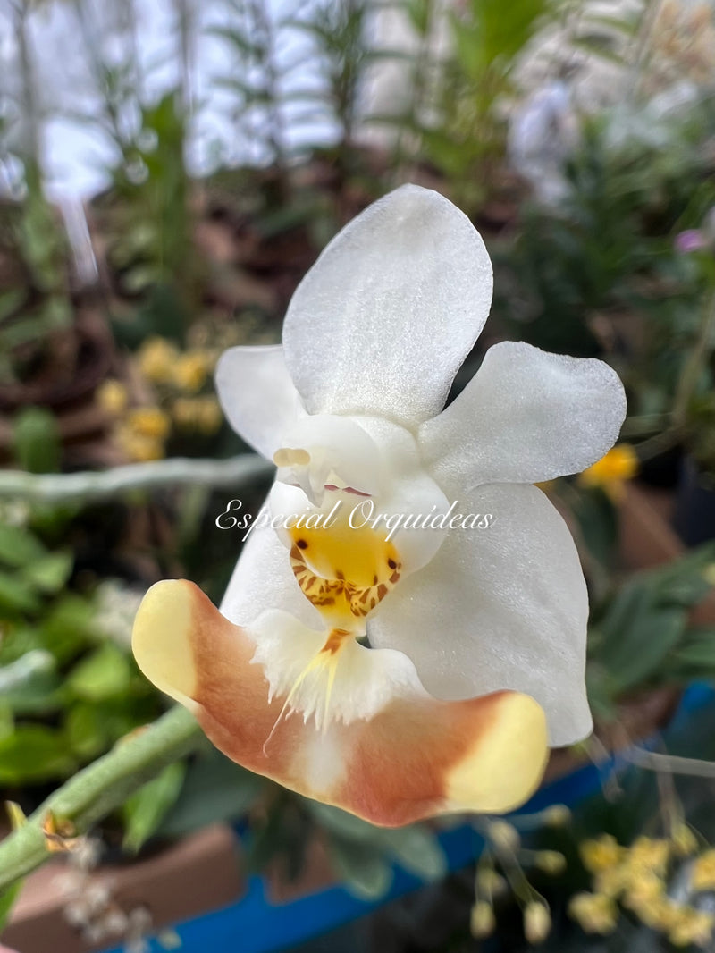 Phalaenopsis lobbii