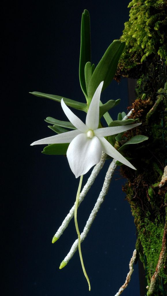 ANGRAECUM DIDIERI