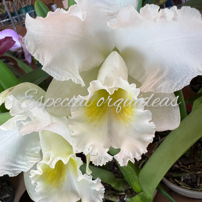 CATTLEYA VIRGINIA RUIZ (ADULTA)