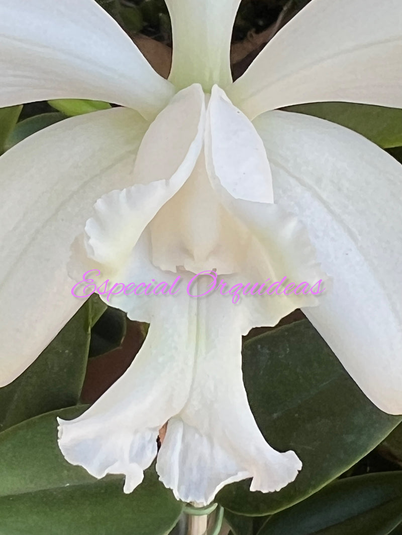 CATTLEYA INTERMEDIA ALBA