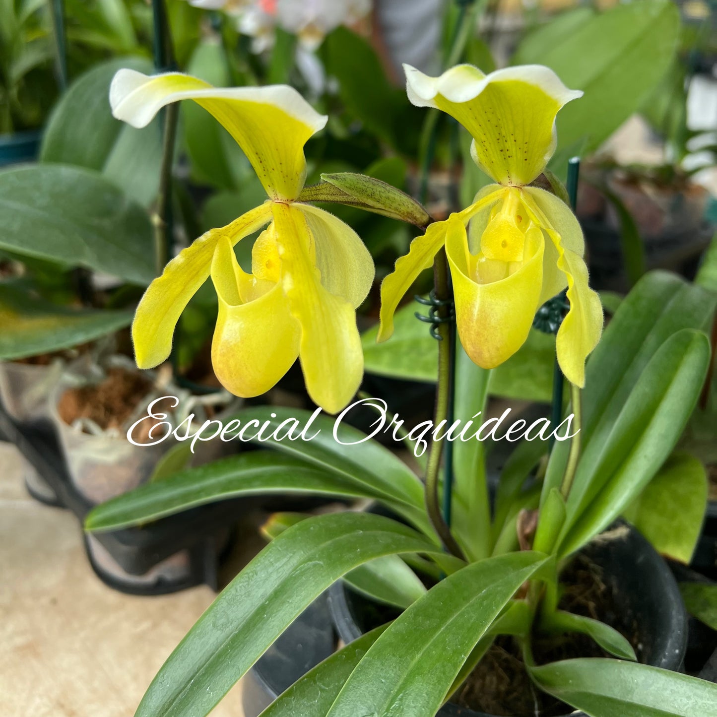 Paphiopedilum Yeloow Specie Tailandês