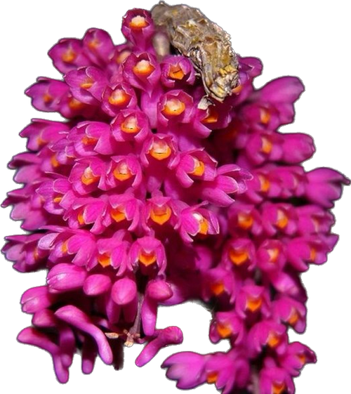 DENDROBIUM SECUNDUM SEM ID DE COR ( ADULTO )